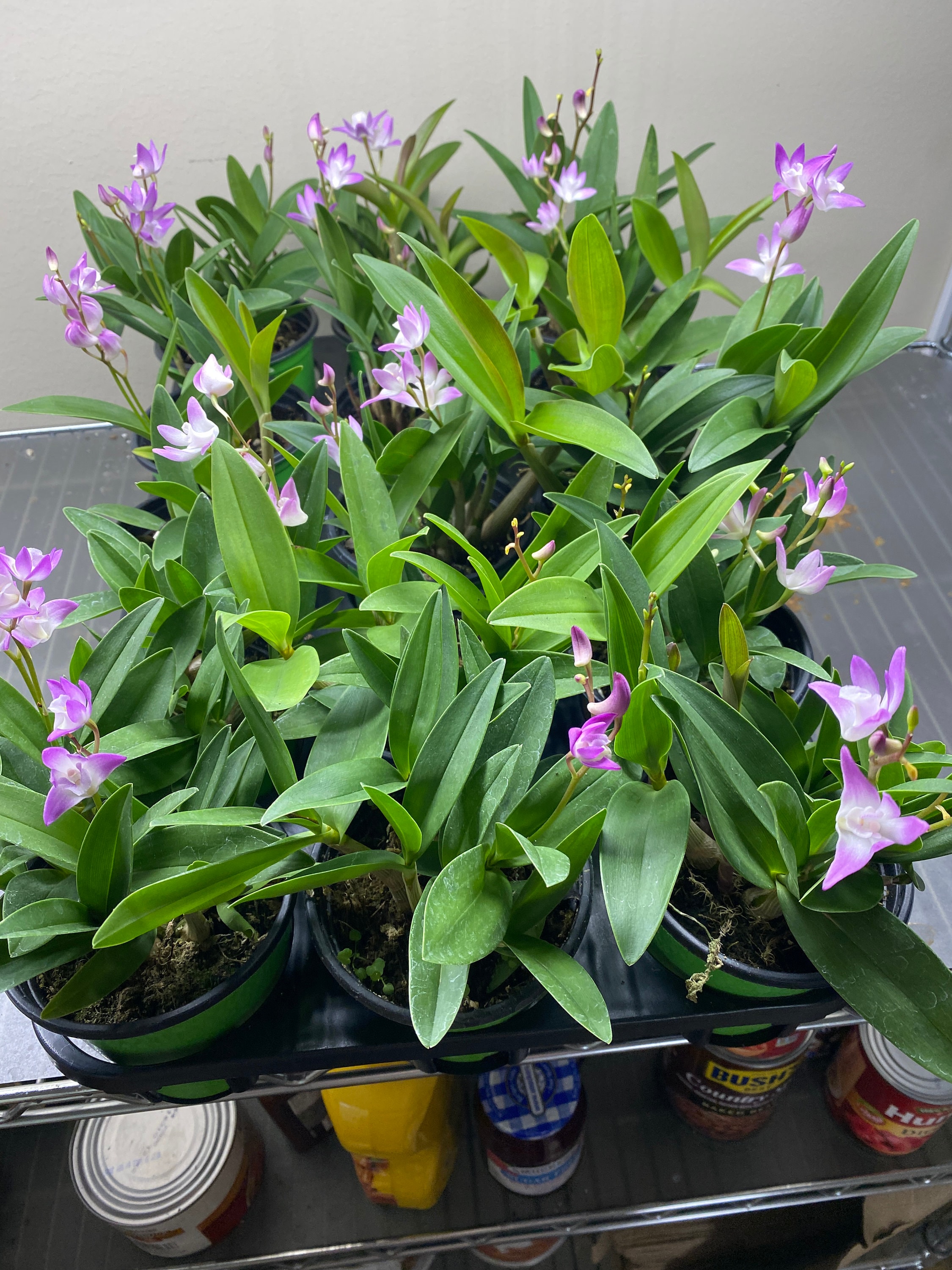 Orquídea Dendrobium kingianum - Tamaño de la floración