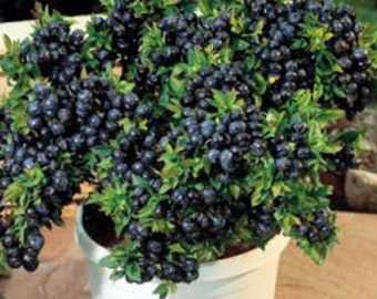 Top Hat Dwarf Blueberry Plant in 3&quot; Pot