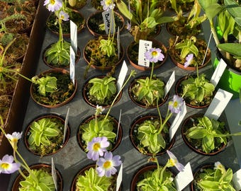 Butterwort-primuliflora  carnivorous plants in 3” pots. Great indoor bug catchers with beautiful leaves that are very sticky