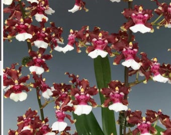 Oncidium Sharry baby in flowering size.