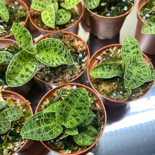 Macodes Petola, the Diamond of the Jewel Orchids - Etsy