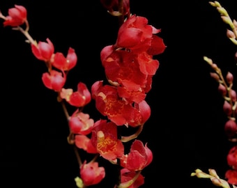 Leomezia Lava Burst, Miniature Orchid