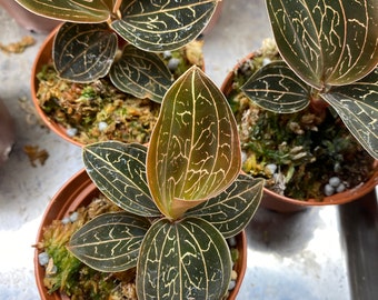 Anoectochilus chapaensis, Rare Jewel Orchid in 2 1/2" Pot.