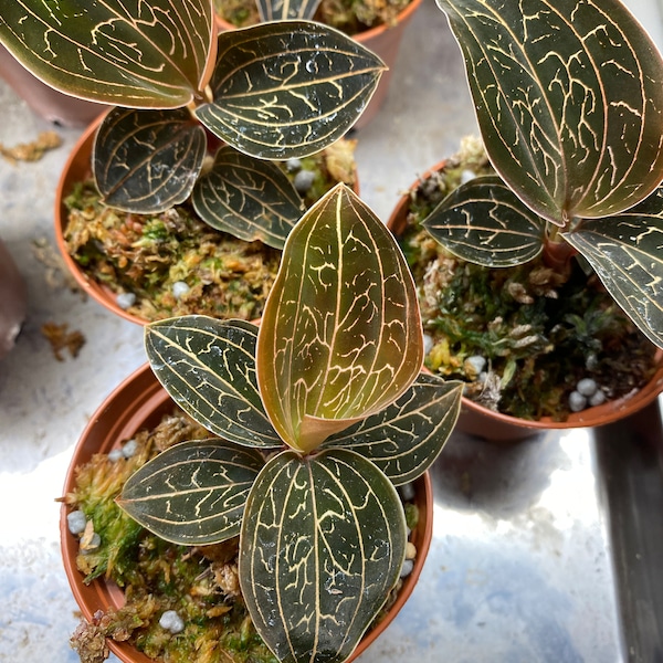 Anoectochilus chapaensis, Rare Jewel Orchid in 2 1/2" Pot.