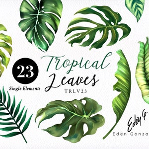 Digital Greenery/Tropical/Single/Elements/Monstera/Herbal/Leaves/Green/Palm/Clipart/Botanical/Leaf/Foliage/Stationery/Beach/Commercial use