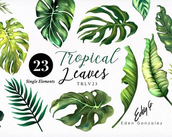 Digital Greenery/Tropical/Single/Elements/Monstera/Herbal/Leaves/Green/Palm/Clipart/Botanical/Leaf/Foliage/Stationery/Beach/Commercial use