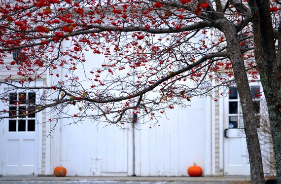 Photography Print Winterberry Tree Pumpkins Barn Maine Etsy