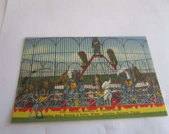 C 1930 Postcard Barnum & Bailey Circus Sarasota Florida