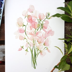 Watercolor Blush Sweet Peas - Fine Art Print