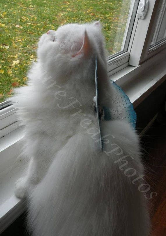 View Cat Jpg Images Download Images