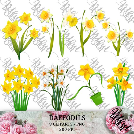 daffodil clipart daffodil clip art daffodil png png etsy daffodil clipart daffodil clip art daffodil png png daffodil daffodil flower yellow flower png floral clipart flower clipart
