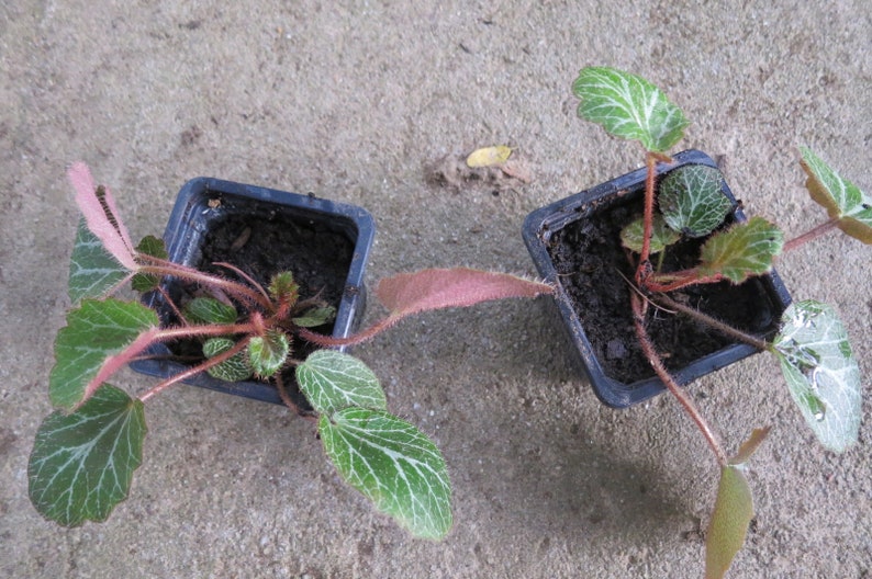 745:saxifrage with stolons mpc6