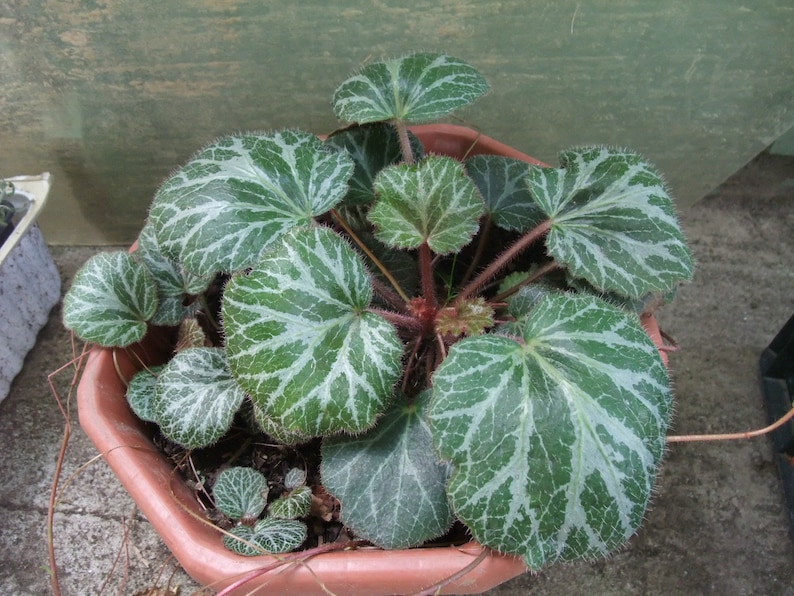 745:saxifrage with stolons mpc6