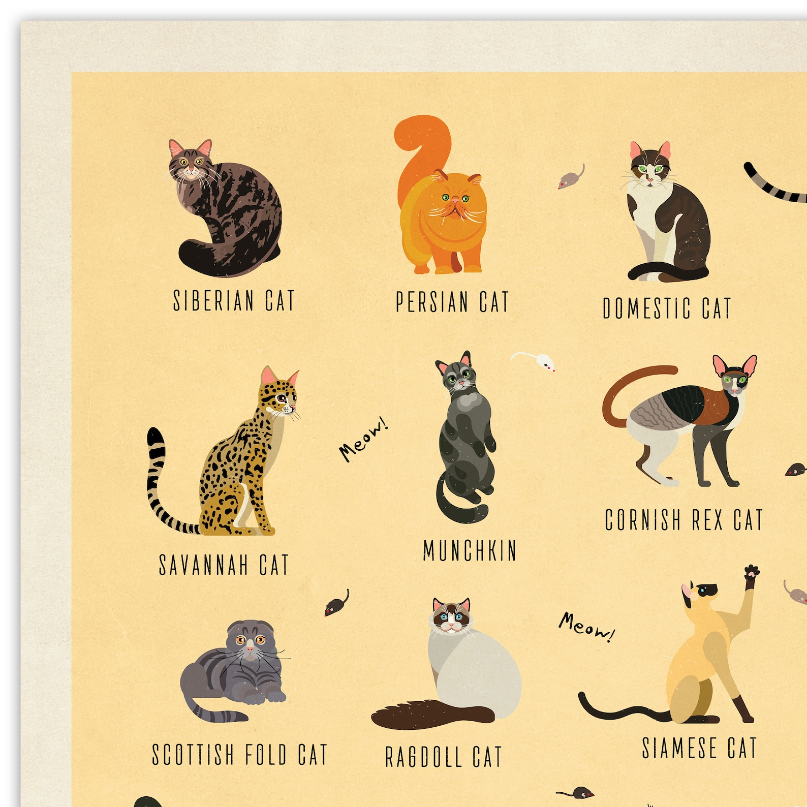 Illustration des races de chat Affiche types de chat / Décor | Etsy