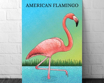 Flamingo Print -American Flamingo - Illustration - Zoology