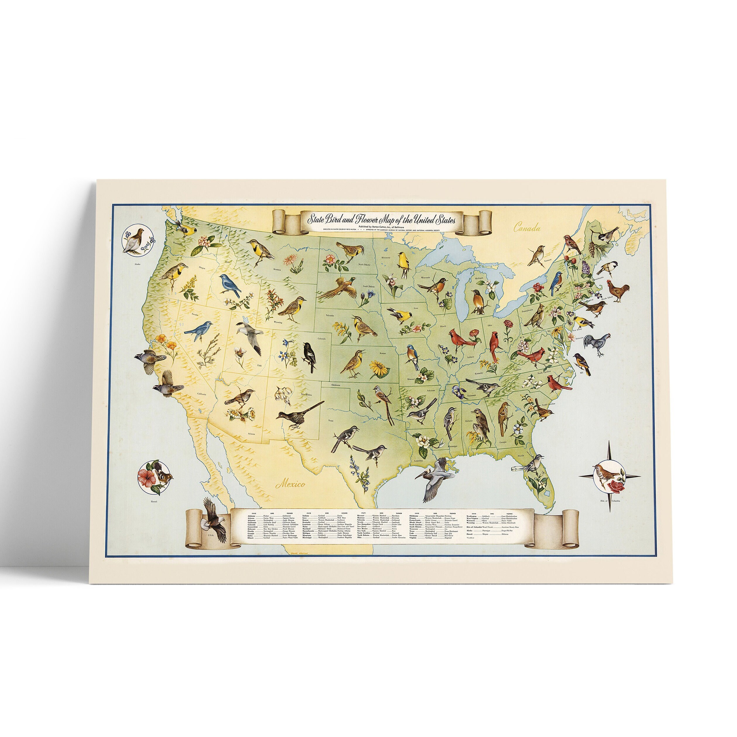 State Birds and Flowers of USA - 1965 - Reproduction Print - Etsy