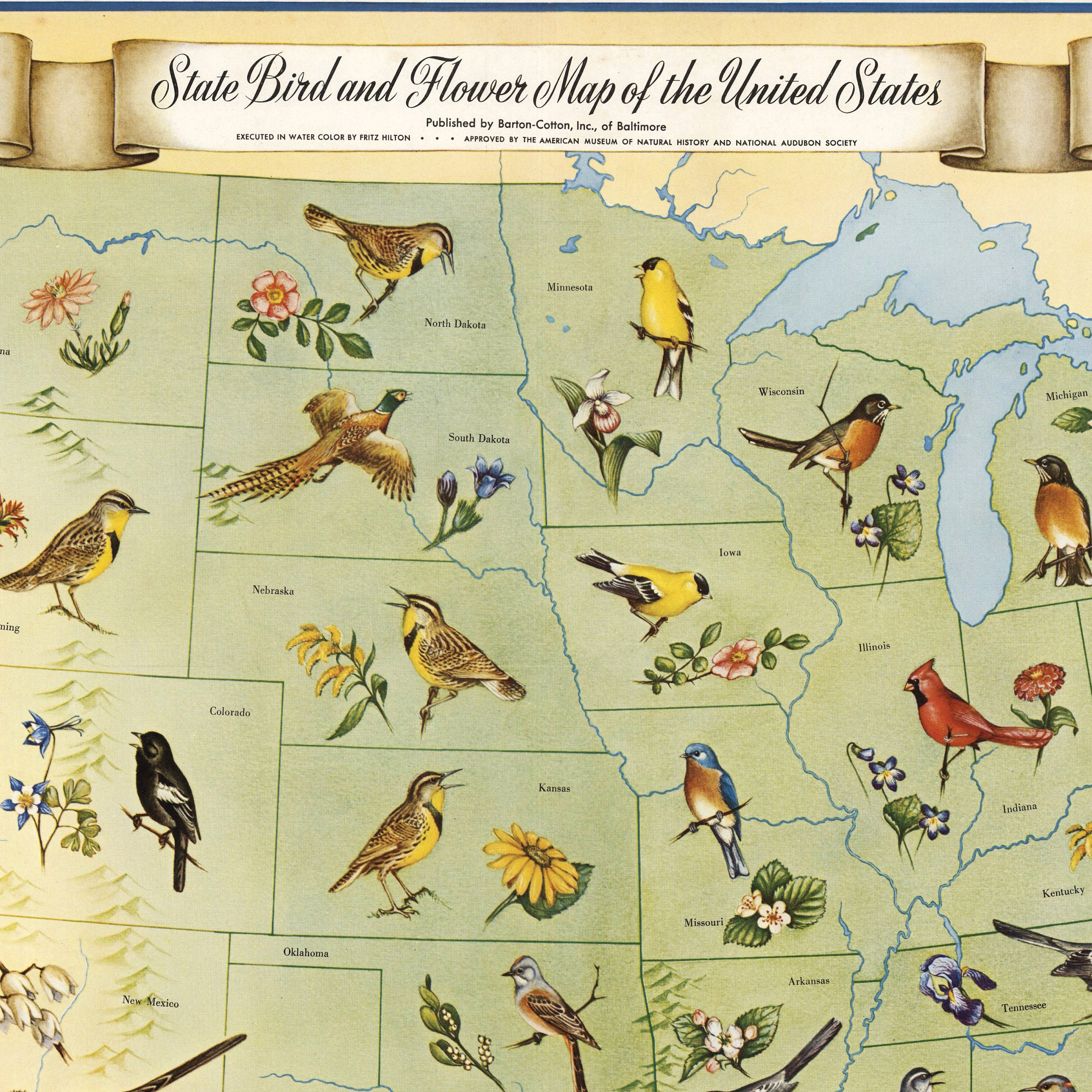 State Birds and Flowers of USA - 1965 - Reproduction Print - Etsy