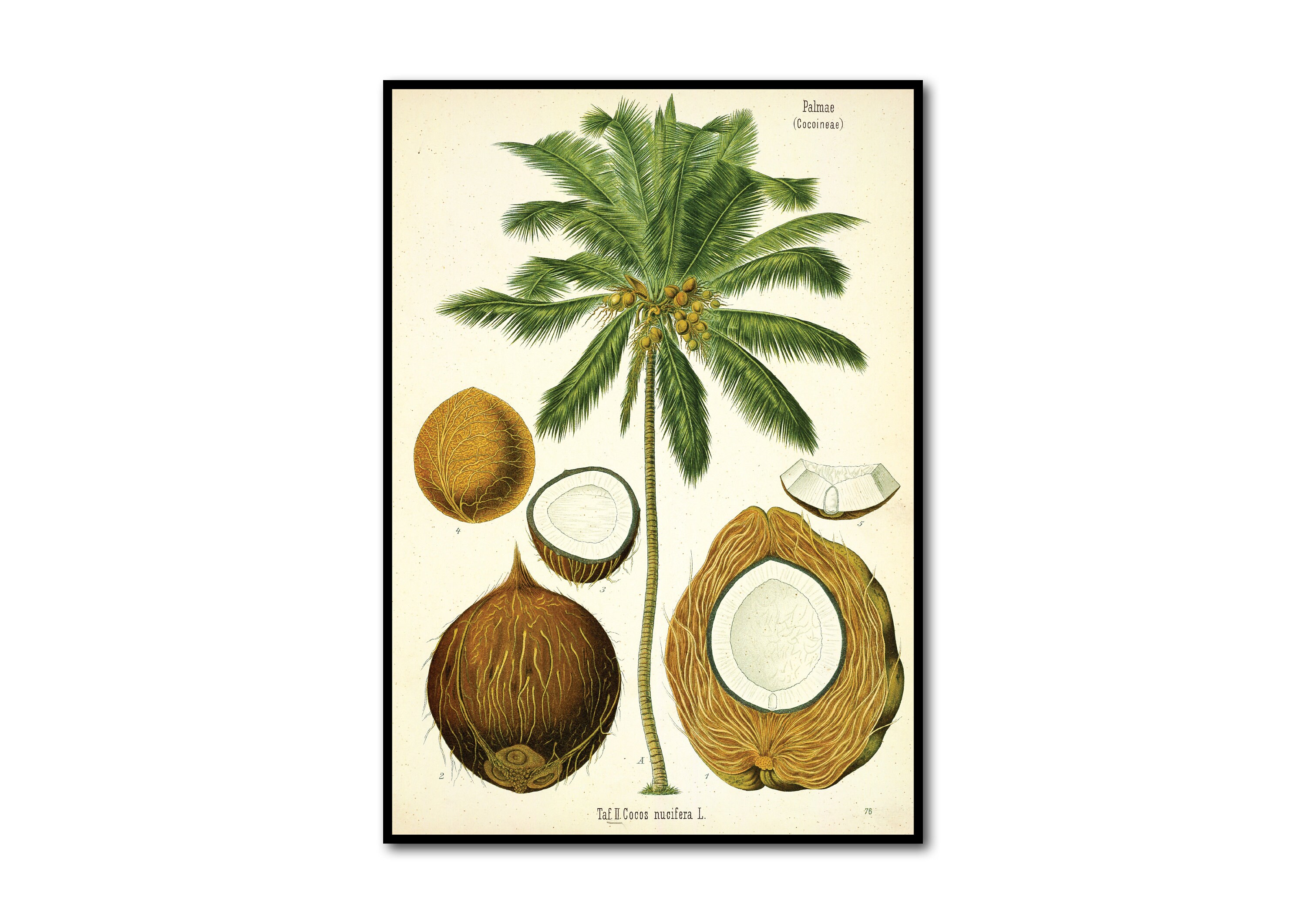 Cocos Nucifera Original Signed Art agrohort.ipb.ac.id