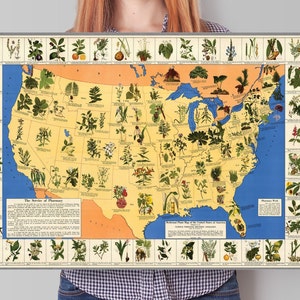 Heilpflanzenkarte der Vereinigten Staaten von Amerika | Historischer Antik Vintage Druck | Bildhafte illustrierte botanische Apotheken Karte | USA