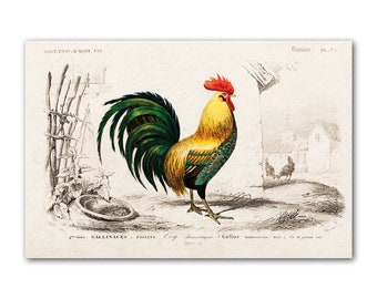 Chicken Illustration | Cockerel illustration/drawing | Rooster Poster | Zoology Print |  Chicken art | Bird Illustration | Chicken gifts