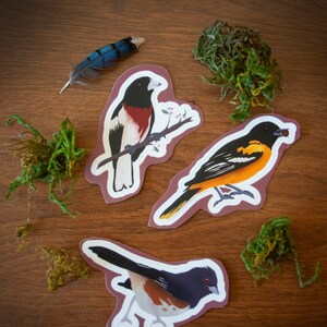 May include: Three colorful bird stickers on a brown wooden surface. The stickers are of a Baltimore Oriole, a Rose-breasted Grosbeak, and a Spotted Towhee.
