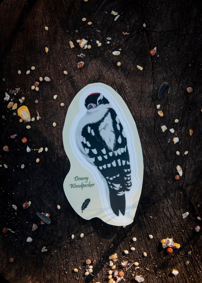 May include: A sticker of a downy woodpecker with black and white markings on a cream background. The sticker has the text "Downy Woodpecker" and a small feather image.