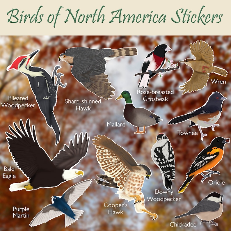 Wildlife Birds of North America vinyl stickers for water bottles, laptops, phones. Woodpeckers, hawks, eagle, duck, wren, towhee, oriole, purple martin, and more!