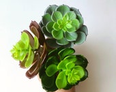 Faux echeveria, terrarium succulents, 1 piece succulent, single succulent, 8 cm 3 39 39 diameter, Succulent collection, Minigarden