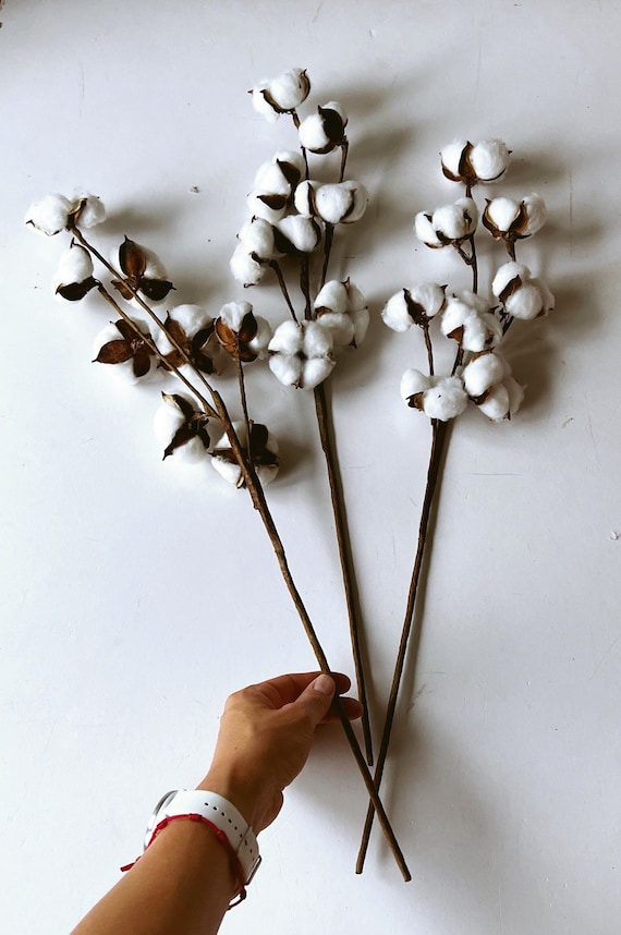 Boules de coton naturel sur tige métallique fleurs de coton - Etsy France