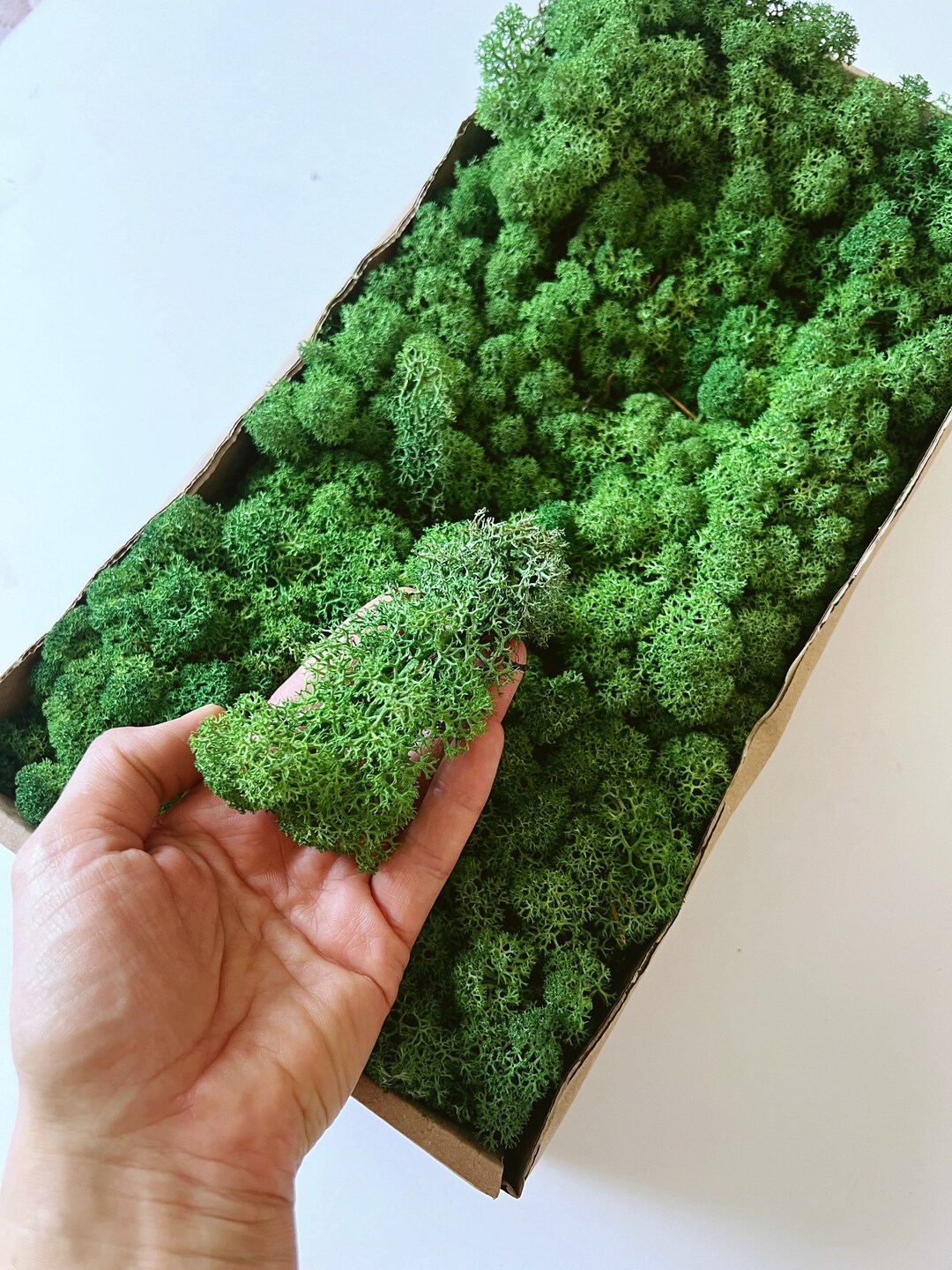 Grande Bue Di Muschio Nel Suo Habitat, Paesaggio Naturale Sui Precedenti Animale Norvegese 132936847