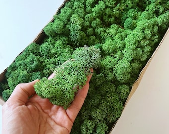 Preserved Reindeer Moss: Green Lichen for DIY Crafts & Decor