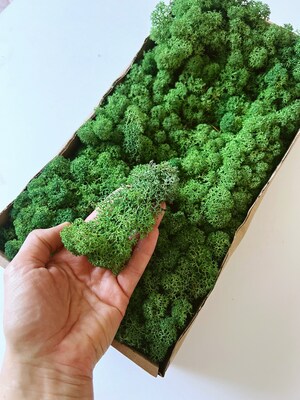 Mousse Artificielle Nylon 50g Vert Foncé - Pour Décoration Noël, Artisanat, Tableaux Mousse Ou Aquariums