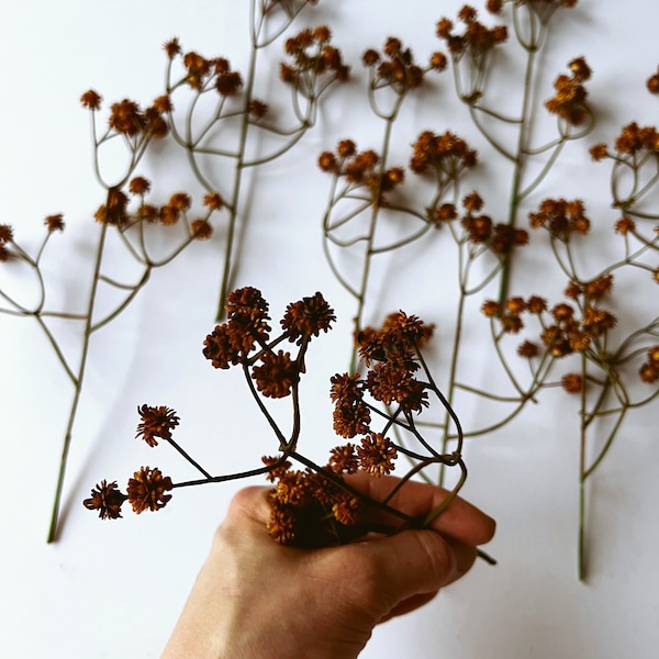 8 tiges de gypsophile vintage brun rouille, fleurs artificielles, fleurs artificielles, petit mélange de remplissage, bricolage, fleurs sauvages blanches, campagne