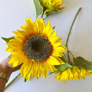 Op de afbeelding: Drie heldergele zonnebloemen met donkerbruine centra en groene bladeren worden getoond tegen een witte achtergrond. De zonnebloemen hebben grote, open bloemblaadjes en lange groene stelen, wat een levendige en natuurlijke uitstraling creëert.