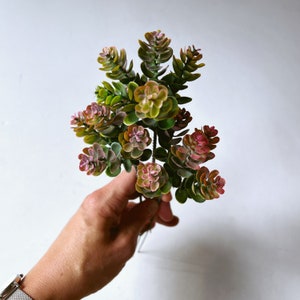 Artificial Succulents Set of 3: Natural Color DIY Home Decor