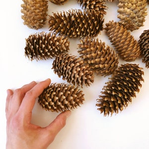 以下が含まれることがあります： 質感のある重なり合った鱗を持つ、茶色の木質の松ぼっくりのコレクションがフレーム全体に散らばっています。それぞれの松ぼっくりは、先端が尖った独特の細長い円錐形をしており、サイズや色の自然なバリエーションが見て取れます。