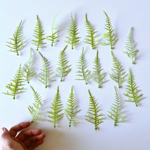 Può includere: Una collezione di venti singole fronde di felce verde chiaro disposte a griglia. Ogni fronda presenta uno stelo centrale con foglie delicate, sottili e appuntite che si estendono verso l'esterno in un motivo simmetrico e piumato.