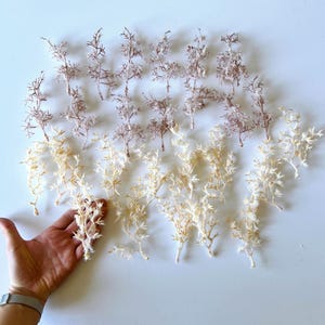Peut inclure: Un assortiment de tiges de plantes artificielles dans des tons crème, beige et marron clair. Les tiges sont disposées sur une surface blanche, certaines étant tenues par une main. Les tiges ont un aspect délicat et texturé, ressemblant à de petites branches.