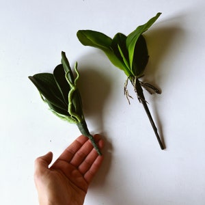 Real Touch artificial Phalaenopsis leaves Faux orchid with roots leaves orchid plant office phanelopsis orchid root terrarium plant leaves