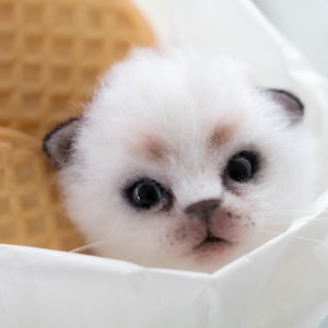Needle Felting Kitten Head COURSE, Felted Cat Tutorial, Video Course, How to Needle Felt a Cat Head Tutorial, Wool Sculpture Tutorial,
