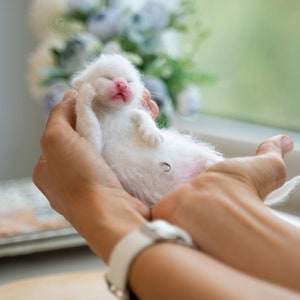 Felted Kitten COURSE, Needle Felted Kitten Tutorial, Video Course, How to Needle Felt a Complete Kitten image 6