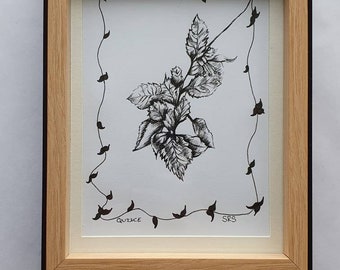 Framed Pen And Ink Hand Drawn Picture Of Quince / stobArt / Flower Picture/ Pen and Ink/ Flower Drawings/ Hand Drawn Pictures