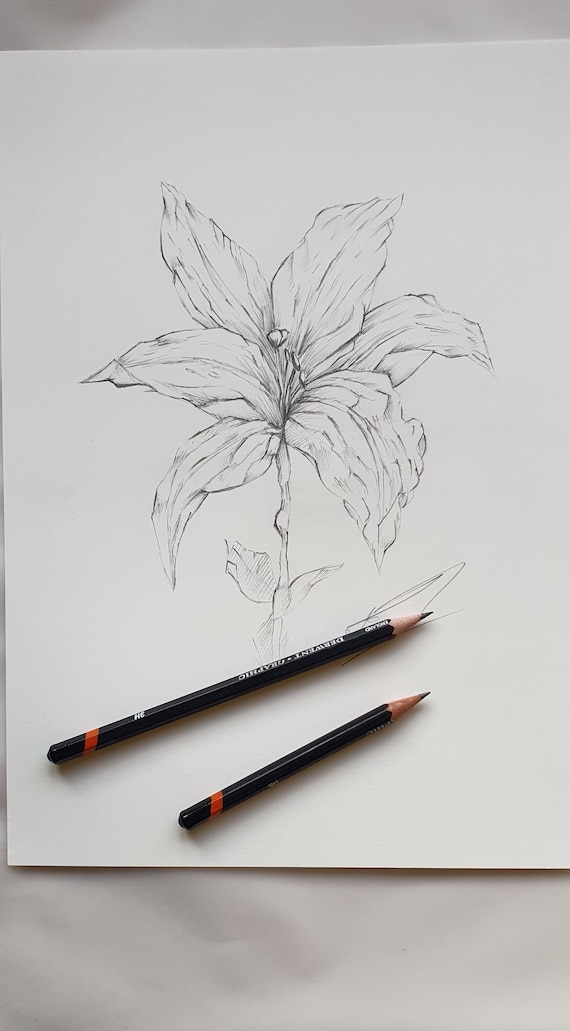 Lily Flower Bouquet Simple Lily Bouquet Drawing Lily Flower Pencil Art Lily  Flower Outline Drawing Lily Flower Pattern Designs Pencil Drawing Lilys  Simple Lily Flower Drawing For Kids Lily Flower Coloring Page