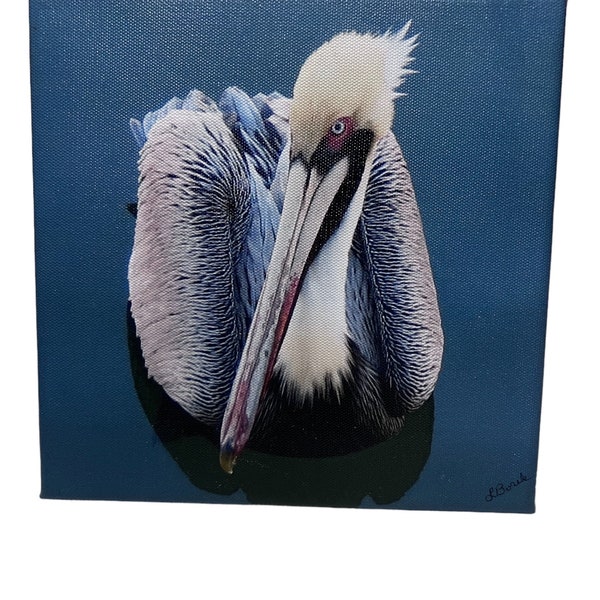 Pelican 8 x 8 Original Photo on Stretched Canvas