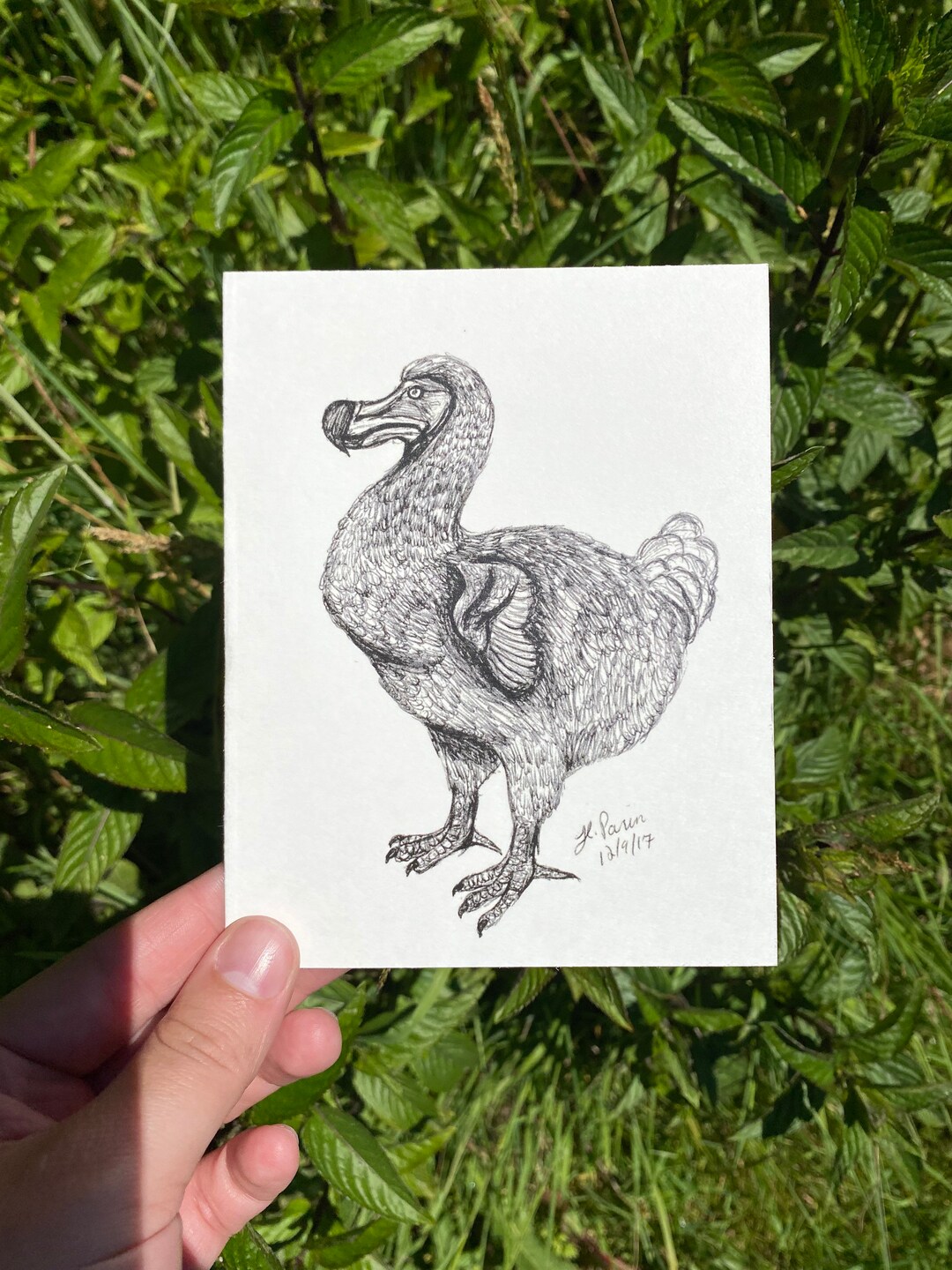 Hand Drawn Dodo Bird Note Card - Etsy