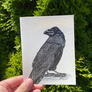 May include: A black and white pen and ink drawing of a raven on a white background. The raven is facing left and has its wings folded. The drawing is signed with the date "4/20/19".