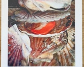 Limited edition Scallop c...