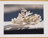 Limited edition coral col...