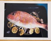 Limited edition Snapper c...