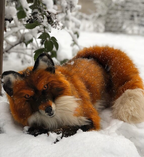 stuffed fox taxidermy